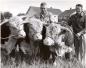 Tom Lamb (center) and an unidentified man pose with three Hereford bulls.