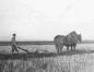 Plowing a Field with Suffolk Punch Horses