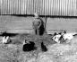 Lloyd Gowland with the rabbits his family raised behind their row house on Main Street