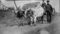 Oxen in Central Grove during the 1920s. These are a 'brindled' pair.