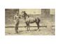 WILDFIRE A hackney stallion called Wildfire with Lorne Graham at Mount Victoria Farm around 1917.