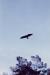 Eagle soaring.