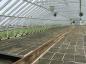 Greenhouse Trays
