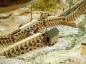 Gilmour Tramway Model - The Tramway Creek Jackladder
