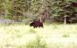 Black bear, Maskwa in Cree