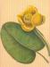 Alice Hagen ''Untitled Botanical Drawing''  (no date) oil pastel on laid paper