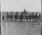 An Eight Horse Team