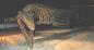 'Bruce', Hainosaurus pembinensis