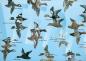 Ducks Unlimited poster with paintings by Angus Shortt