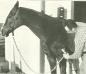 Electric clippers helped to keep horses and other livestock in good condition.