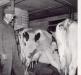 Ed and Alice Laing in their Dairy barn at Laingspring Farm, Manitoba.  