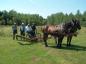Horsepower farm equipment demonstration at the Gaspesian British Heritage Village