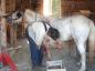 Shoeing a horse in the Blacksmith Shop at the Gaspesian British Heritage Village