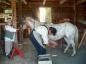 Shoeing a horse in the Blacksmtih Shop at the Gaspesian British Heritage Village.