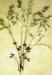 Pressed Grasses from Catharine Parr Traill's Scrapbook