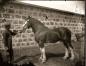 Prize stallion in front of stone granary at Doune Lodge.