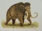 Beringian Mammoth