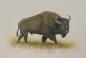 Beringian Steppe Bison