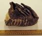 Mammoth tooth (root facing up), found in LSCFN Traditional Territory