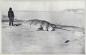 Narwhal killed off Cape Union, July 1909 (the most northerly specimen ever captured)
