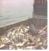 Boat load of cod fish.
