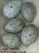 Crow's Eggs