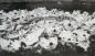 Beluga cemetery, skulls from the extraordinary catch of 1929