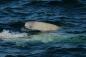 Juvenile beluga surfacing near its mother
