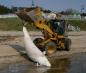 Dead belugas must be treated as toxic waste