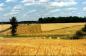 The Campbells' oat field, ready to be cut and bound for threshing