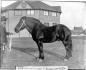 A fine draft horse, on exhibit at the Shawville Fair