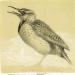 "Meadowlark in Song" by Ernest Thompson Seton