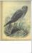 Marsh Hawk, watercolor by Ernest Thompson Seton