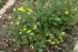 Shrubby Cinquefoil, Potentilla, fruticosa in Little Seton Park, a local native shrub.