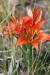Western red lily, lilium philadelphium, native to the Carberry Plains
