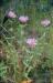 Wild Bergamot, monarda fistulosa, native to Carberry Plains and Sandhills.