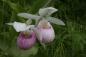 Showy ladyslipper, Cypripedium reginae, found near Quiet Voices Wildflower Trail