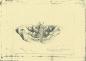 Sketch of a moth by Ernest Thompson Seton