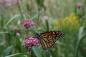 Swamp Milkweed, asclepias incarnata, with Monarch butterfly in Little Seton Park