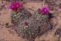 The pincushion or ball cactus, mamillaria vivipara, in bloom, a prairie beauty